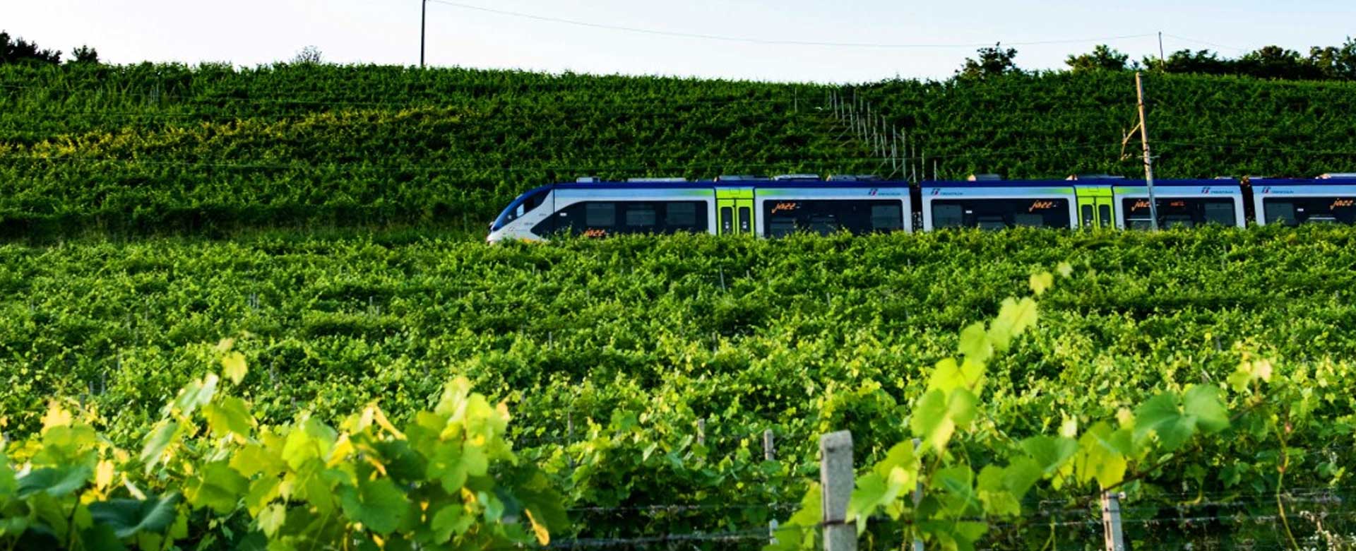 Treno in transito nelle vicinanze di un vigneto