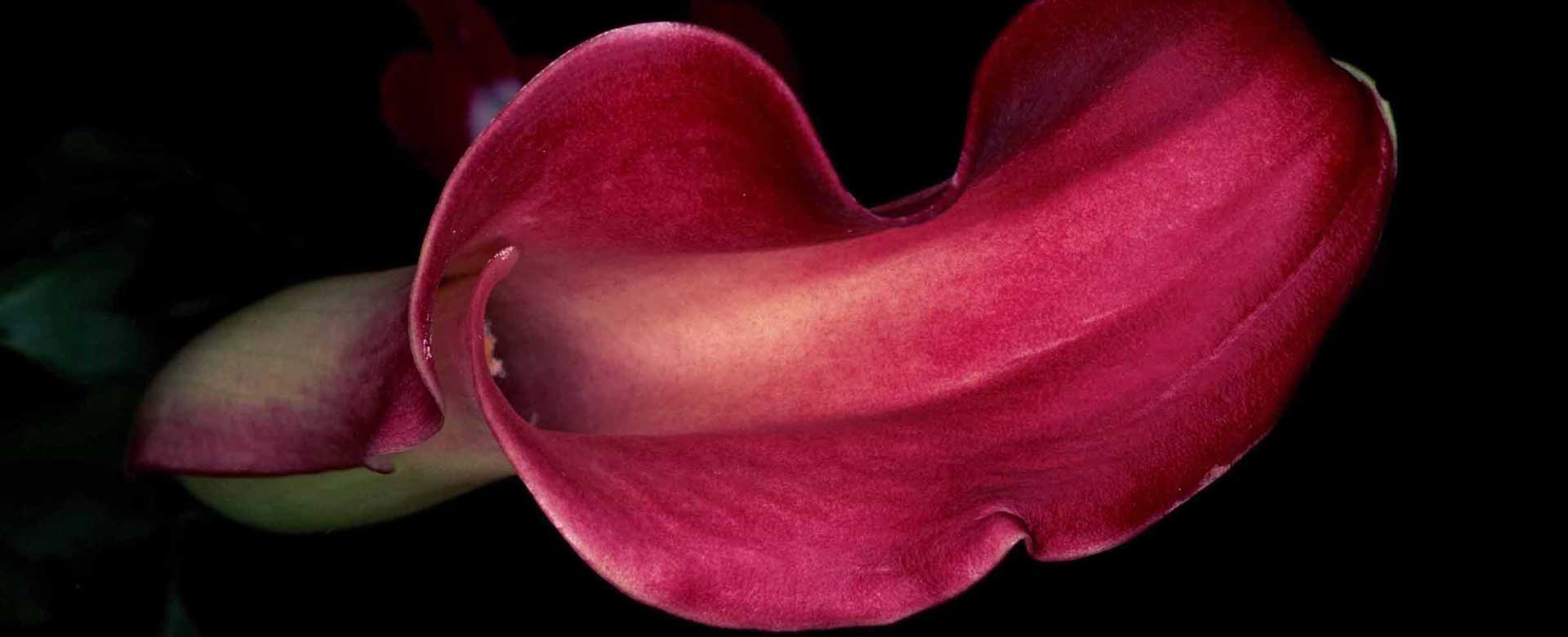 FLOWER ROND foto di Nobuyoshi Araki 
