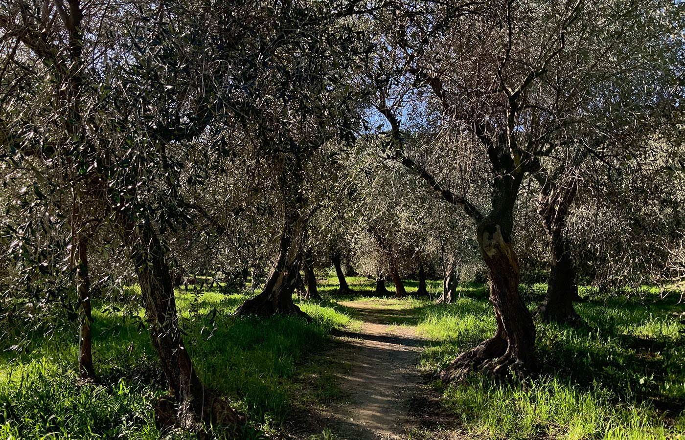 Foto: un uliveto a Oneglia, in Liguria