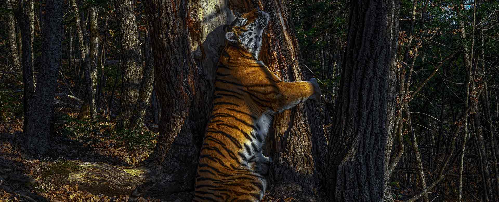 The Embrace, di Sergey Gorshkov, è la foto vincitrice del Wildlife Photographer of the Year 2020