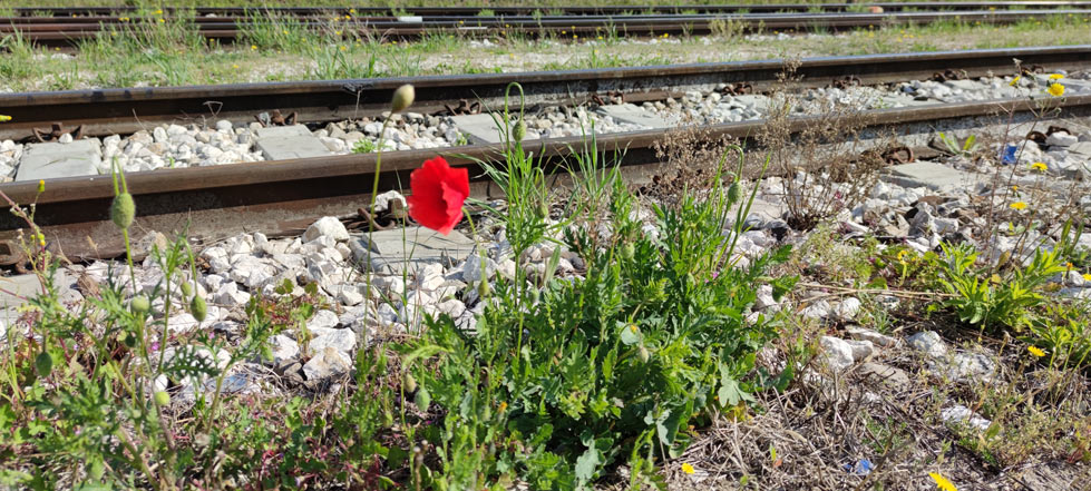 Fioritura di papaveri lungo un binario dei treni
