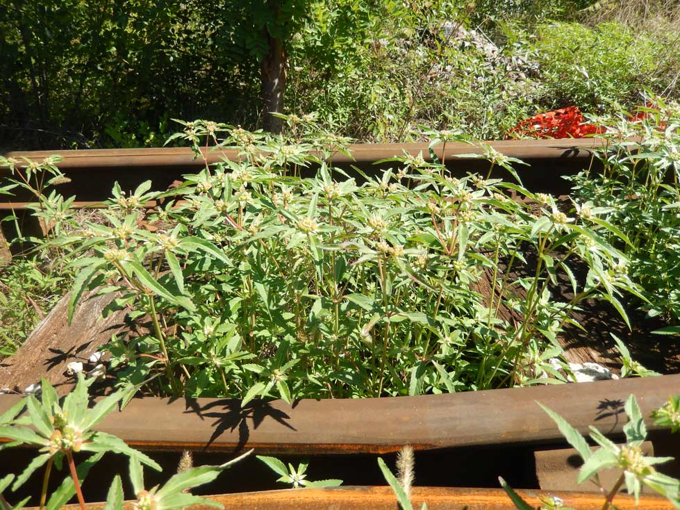Un esemplare di Euphorbia davidii lungo un binario ferroviario