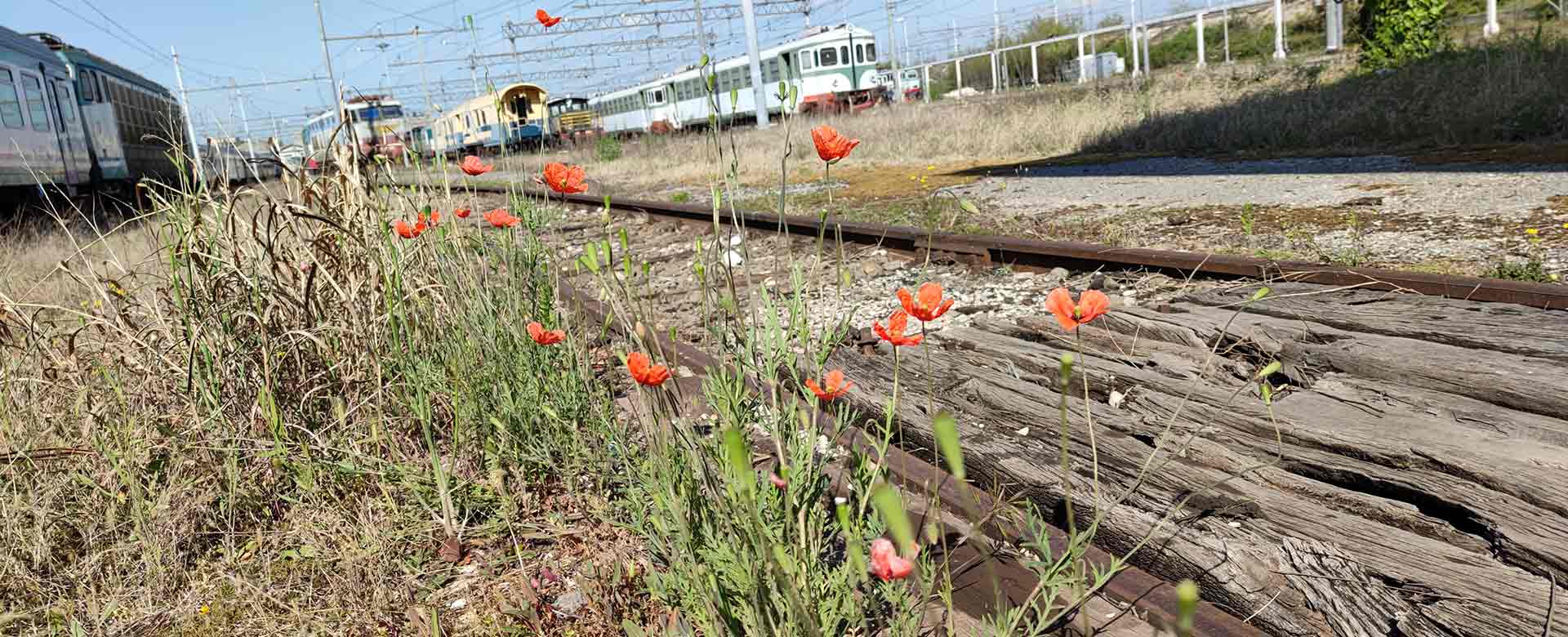 Fioritura di papaveri lungo un binario ferroviario