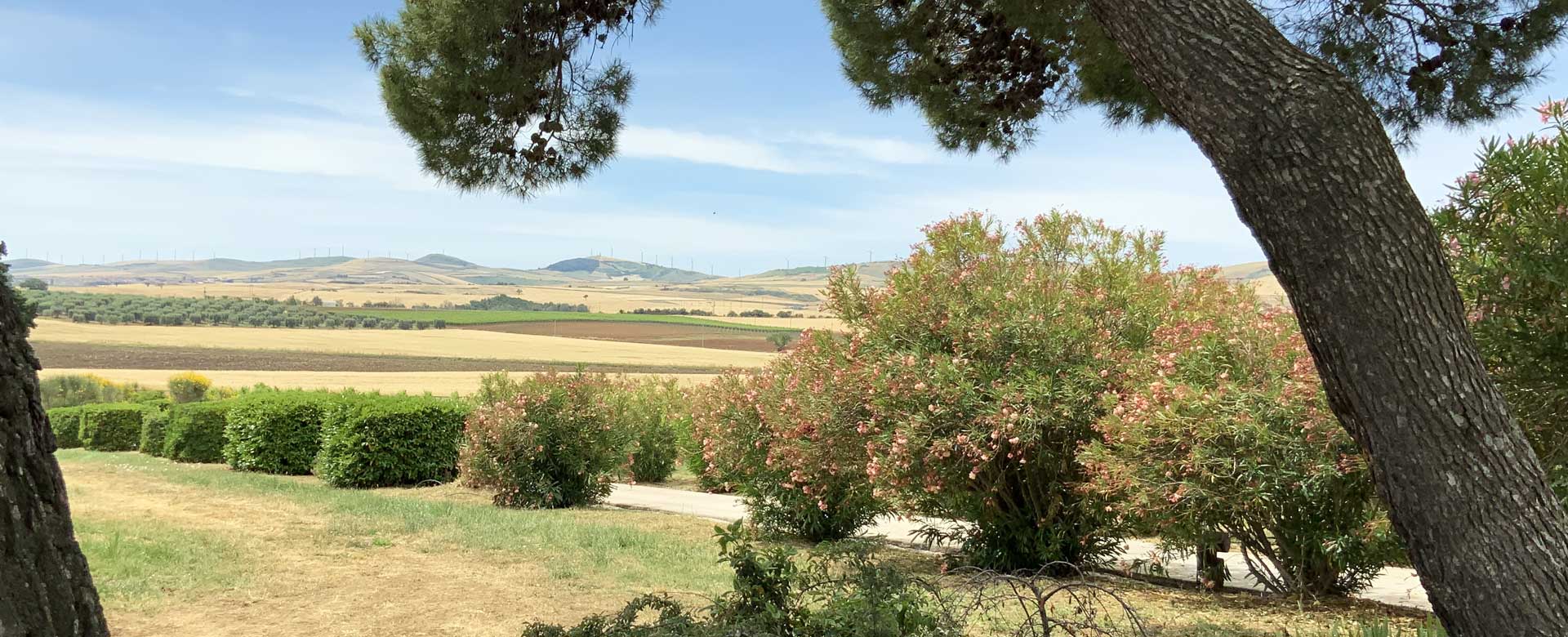 Foto delle vigne della cantina Re Manfredi