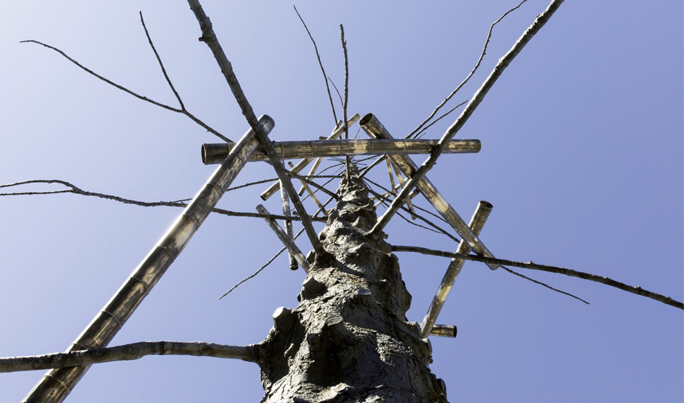 Alberi in versi, Giuseppe Penone