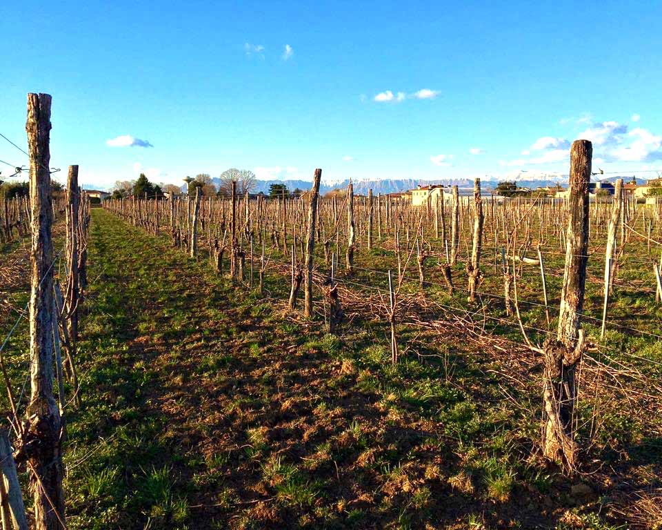 I vigneti dell'azienda Scarbolo 