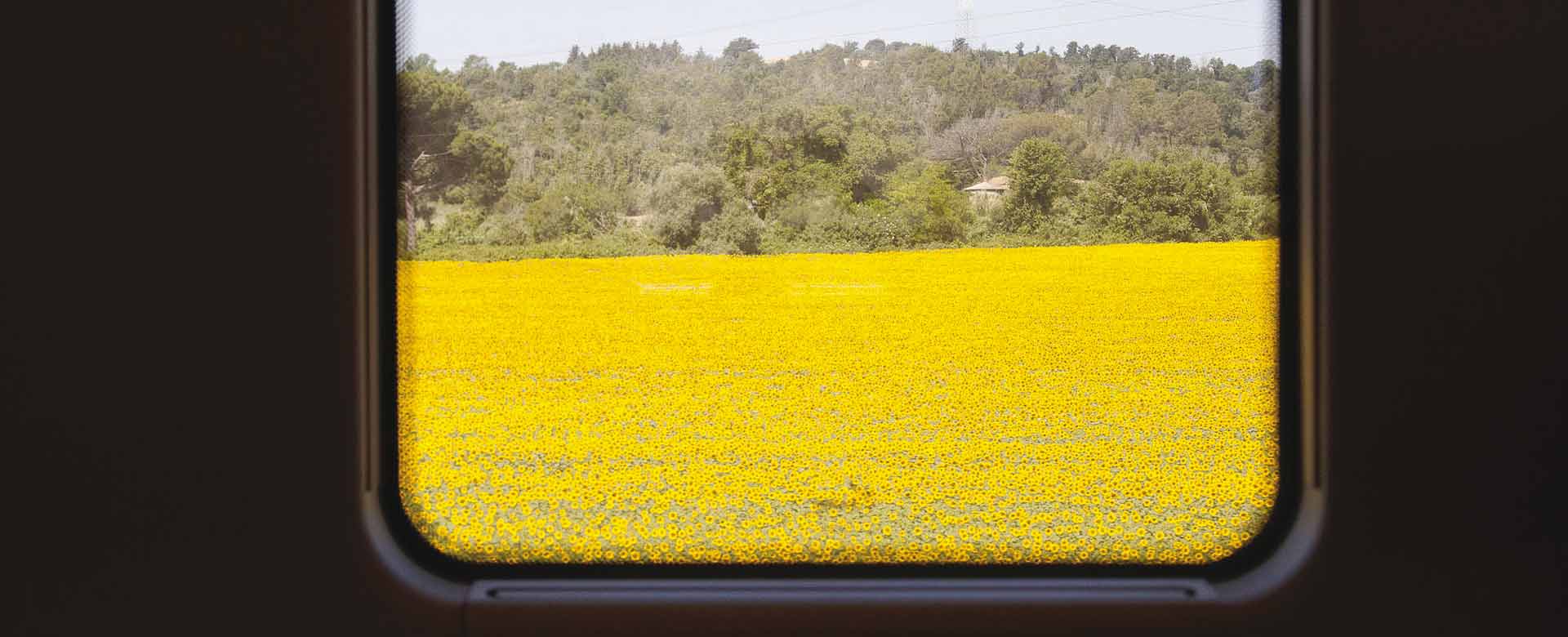 Un campo di girasoli nell'alto Lazio visto dalla Freccia 9506