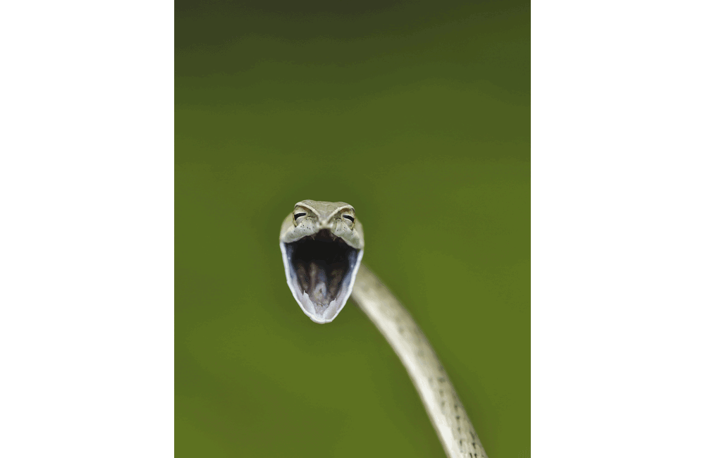 Laughing snake (Serpente che ride)  foto di Aditya Kshirsagar