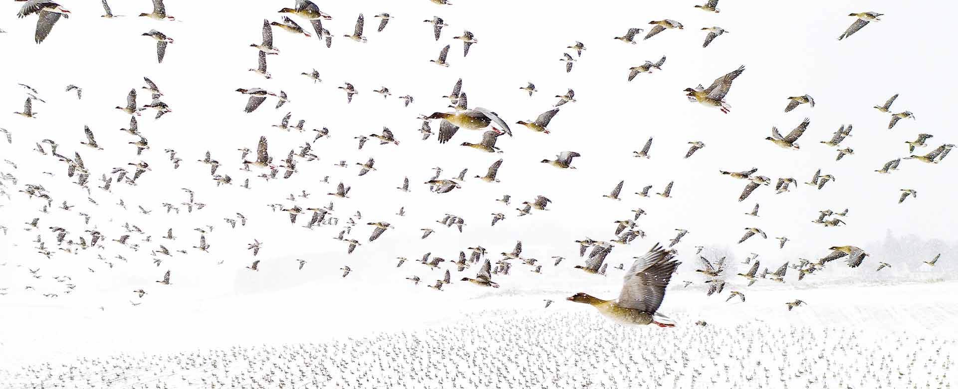 Drone Photo Awards - Foto dell’anno: Terje Kolaas, Pink-Footed Geese Meeting the Winter