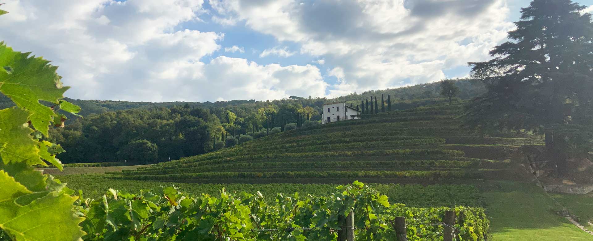 Veduta delle vigne della cantina Bertani