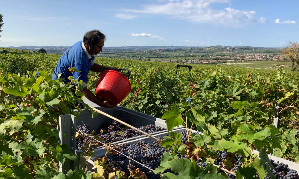 Uomo a lavoro nei vigneti Bertani