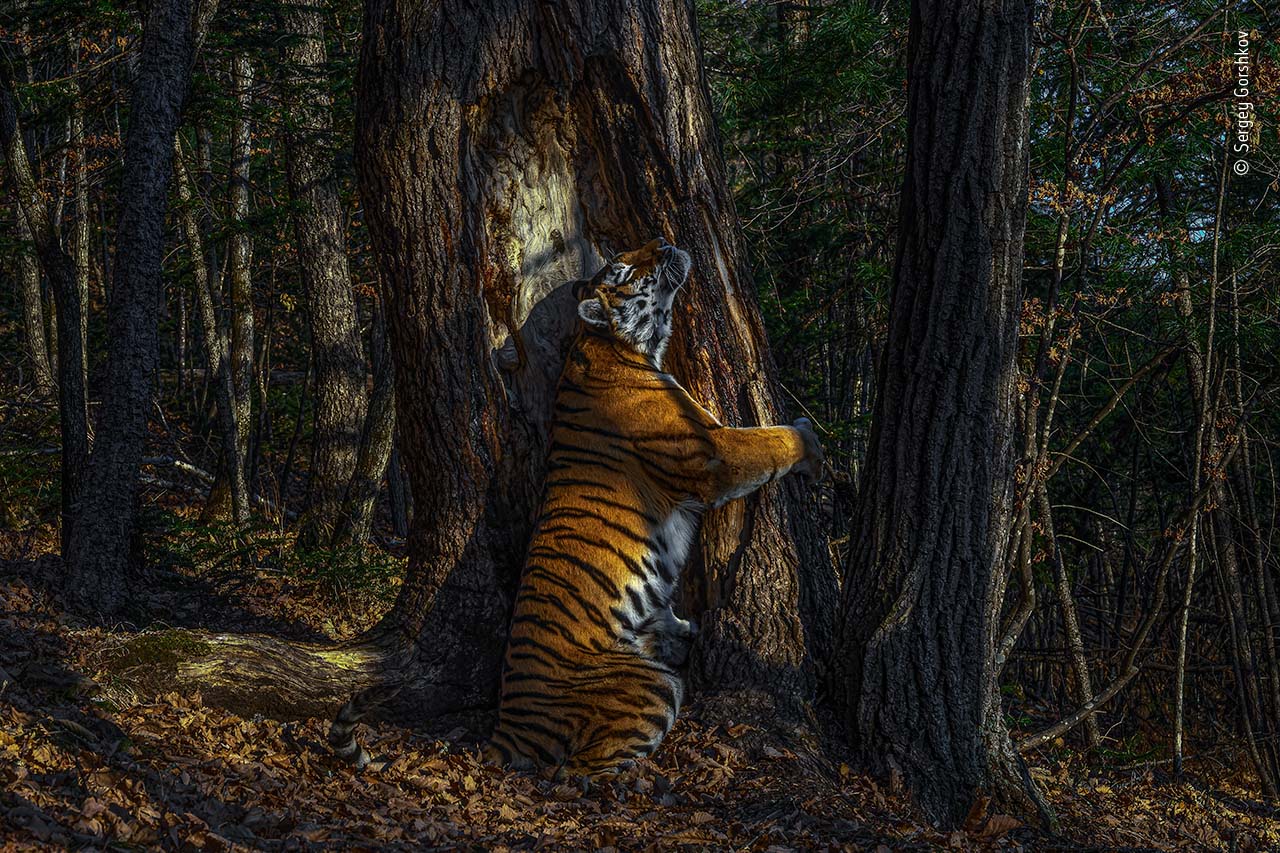 © Sergey Gorshkov, Wildlife Photographer of the Year 2020