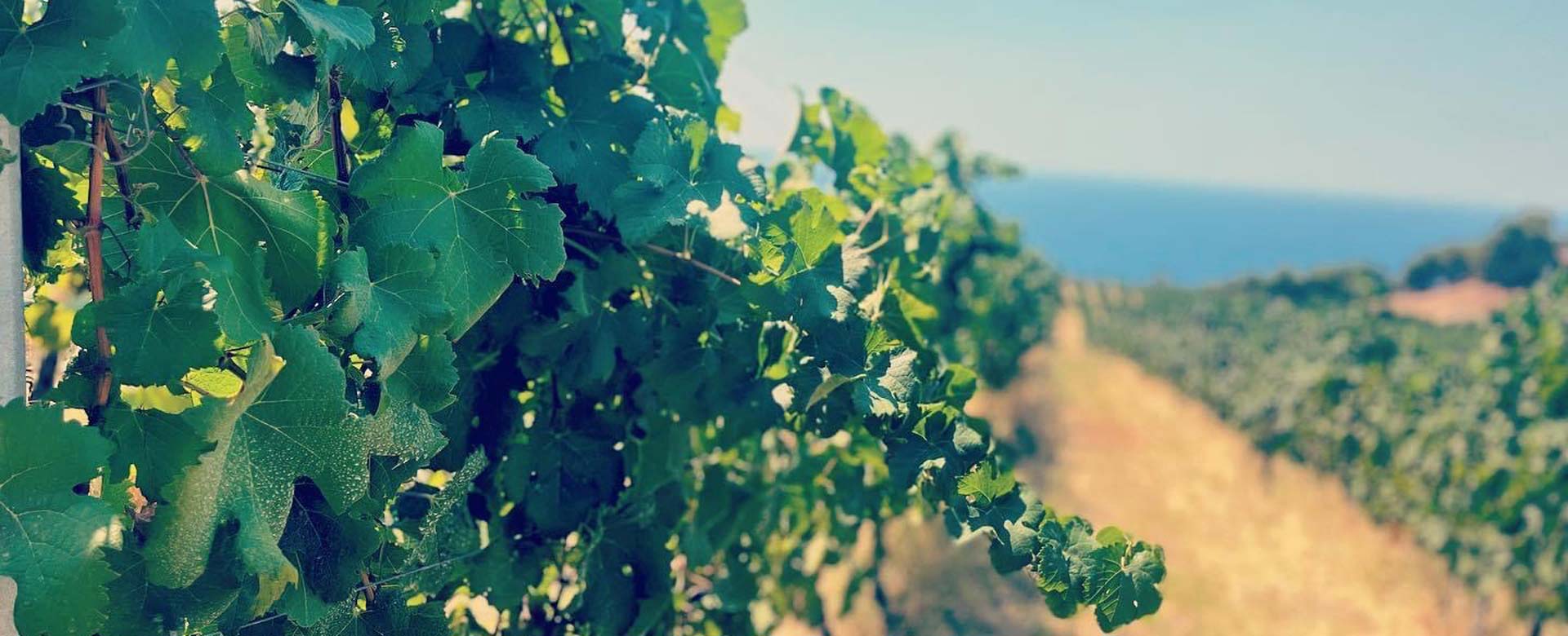 Vigneti della Cantina Nesci