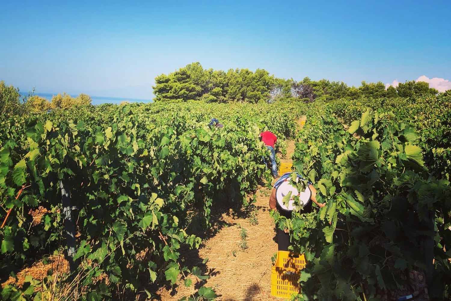 La raccolta dell'uva nei vigneti della Famiglia Nesci