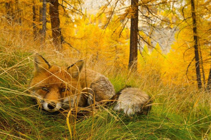 Stefano Unterthiner per National Geographic: in Valsavarenche, la volpe ‘Rourounette’ è accucciata nella vegetazione autunnale