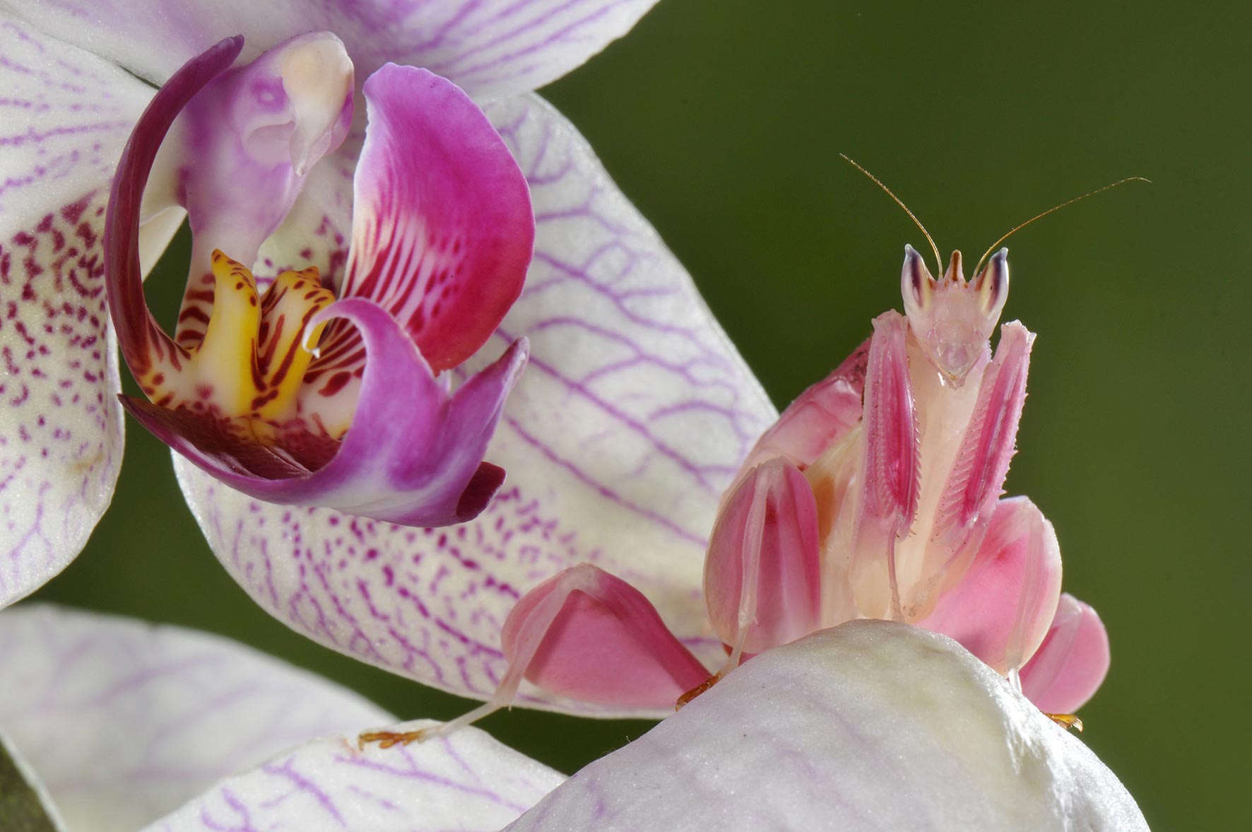 Kryptòs, Mantide orchidea (Hymenopus coronatus) ©Emanuele Biggi e Francesco Tomasinelli