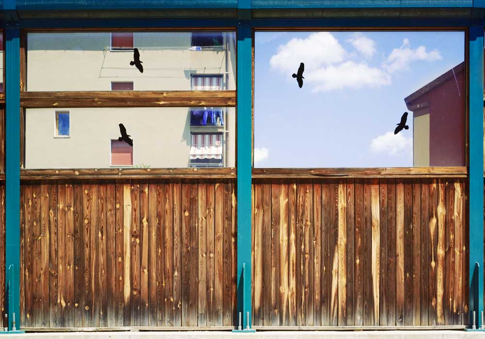 George Tatge, Quattro falchi, SI (2012)
