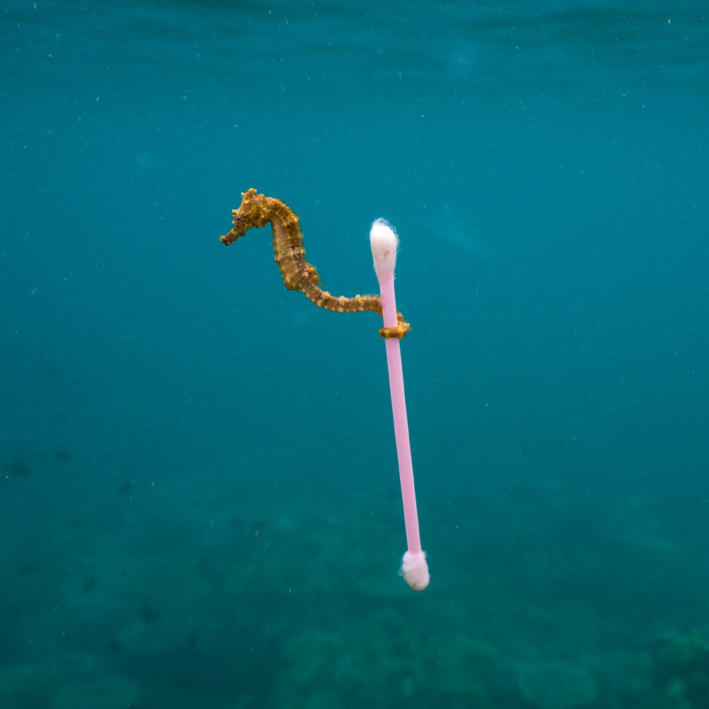 Justin Hofman, Prendere un passaggio ©Justin Hofman