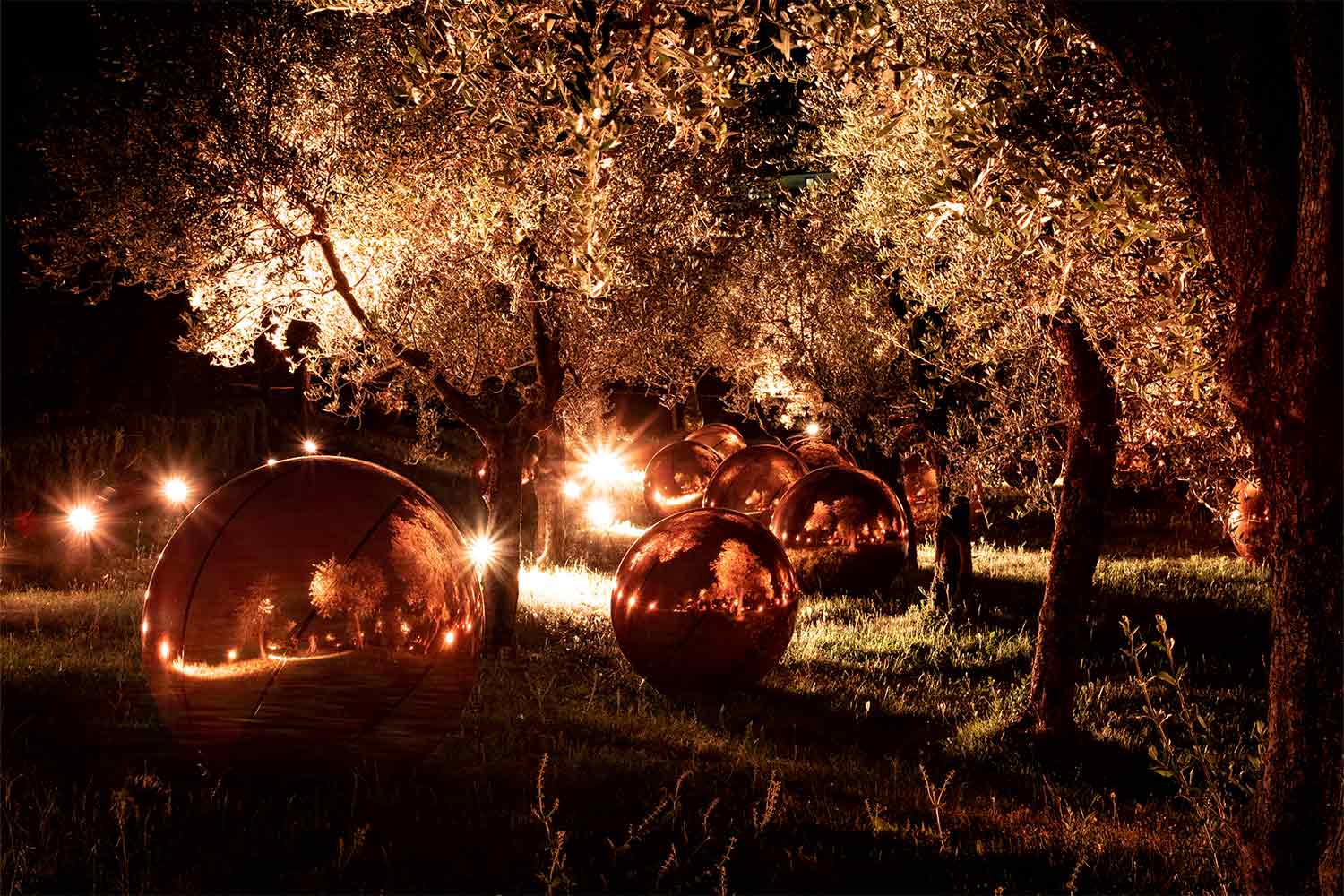 Il campo degli ulivi