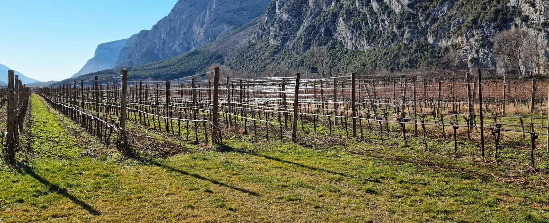 Vitigni della Cantina Toblino in Trentino