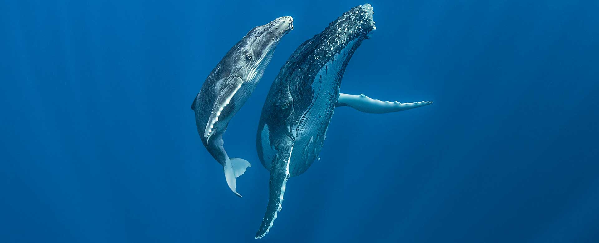 Un balenottero e la sua mamma pronti a risalire dalle acque profonde dell’arcipelago Vava’u, Tonga (2015)