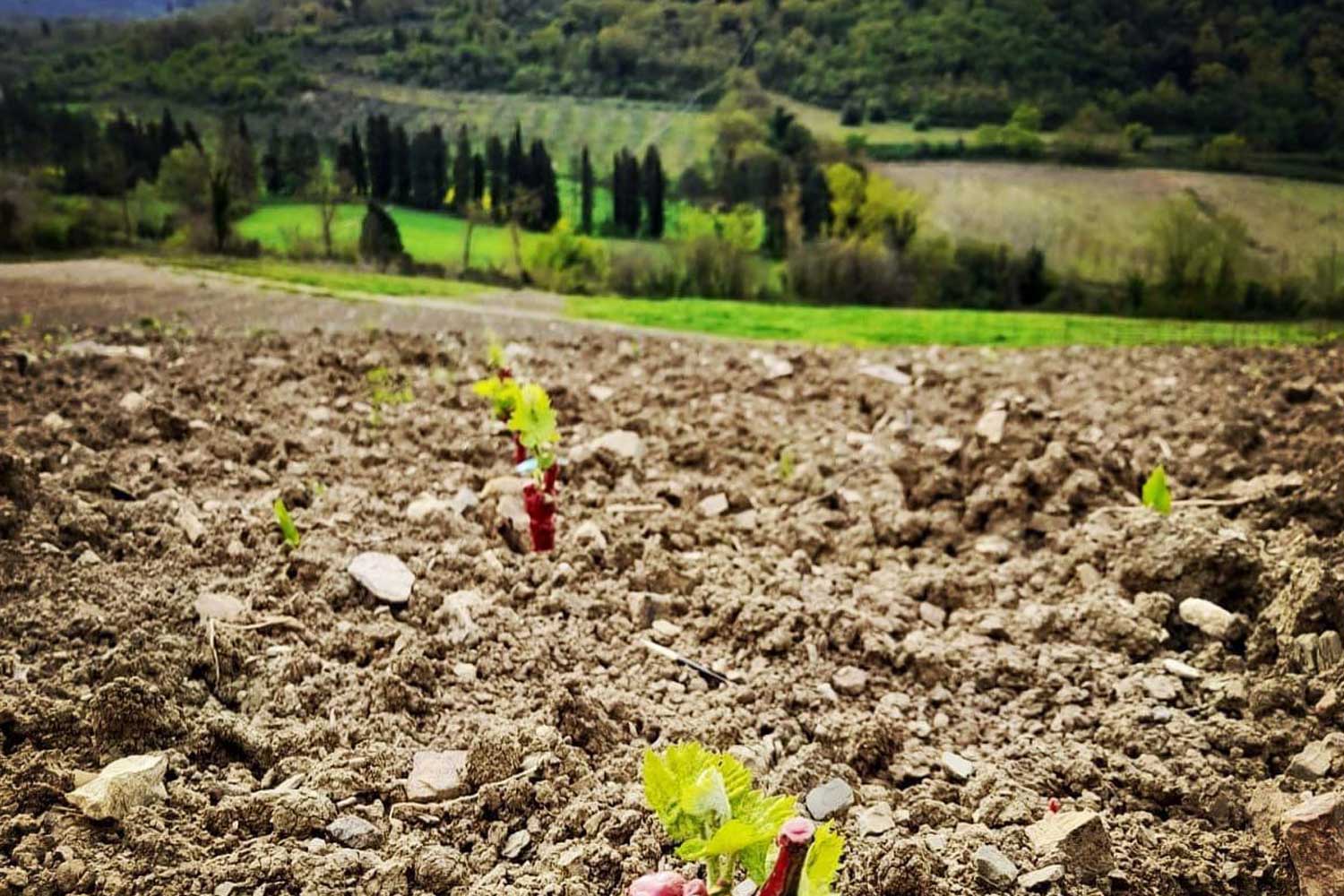 Vigna dei Marchesi Gondi