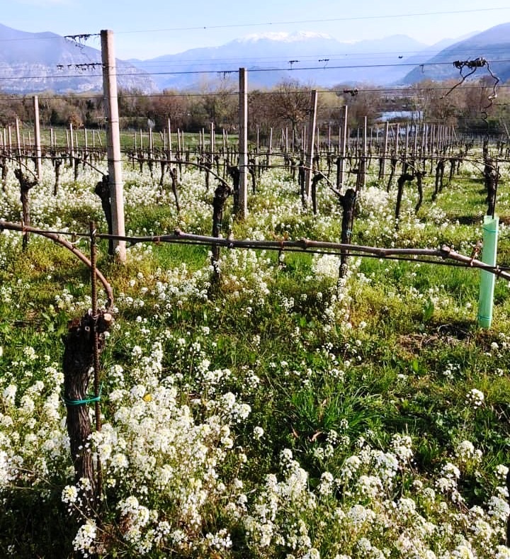 Vigneto della Franciacorta