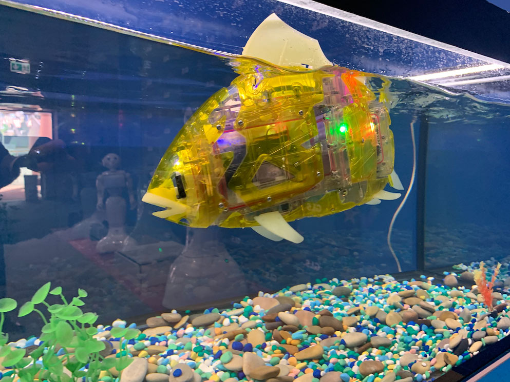 Miro, il primo pesce biometrico al mondo, ospite della mostra La città dei robot a Napoli