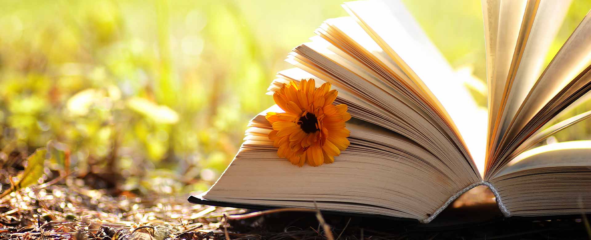 Libro aperto con fiore in occasione della Giornata mondiale della Poesia 2022
