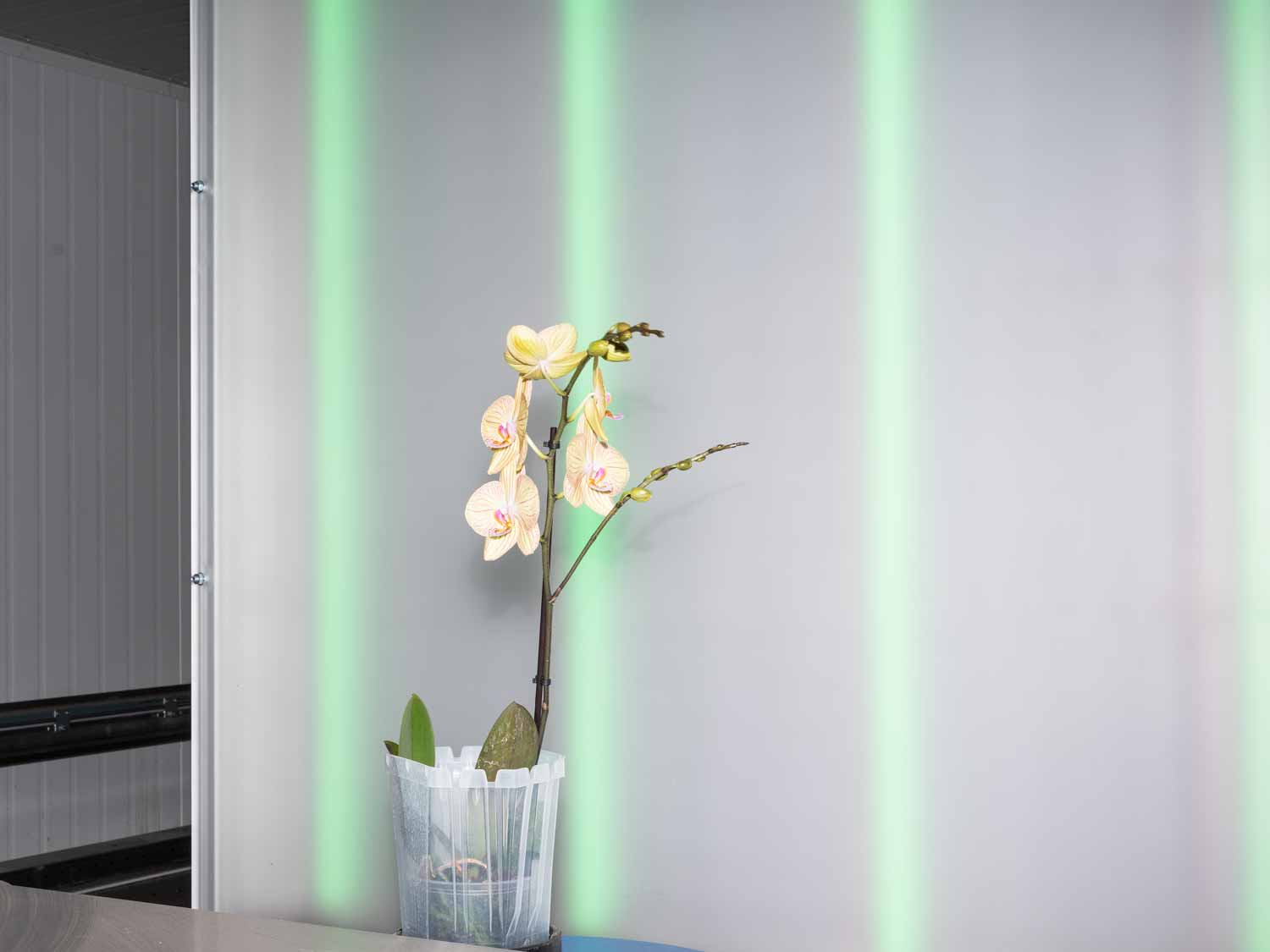 Tecnologia di differenziazione ottica nel vivaio di Ter Laak Orchids a Wateringen, Paesi Bassi (2022)