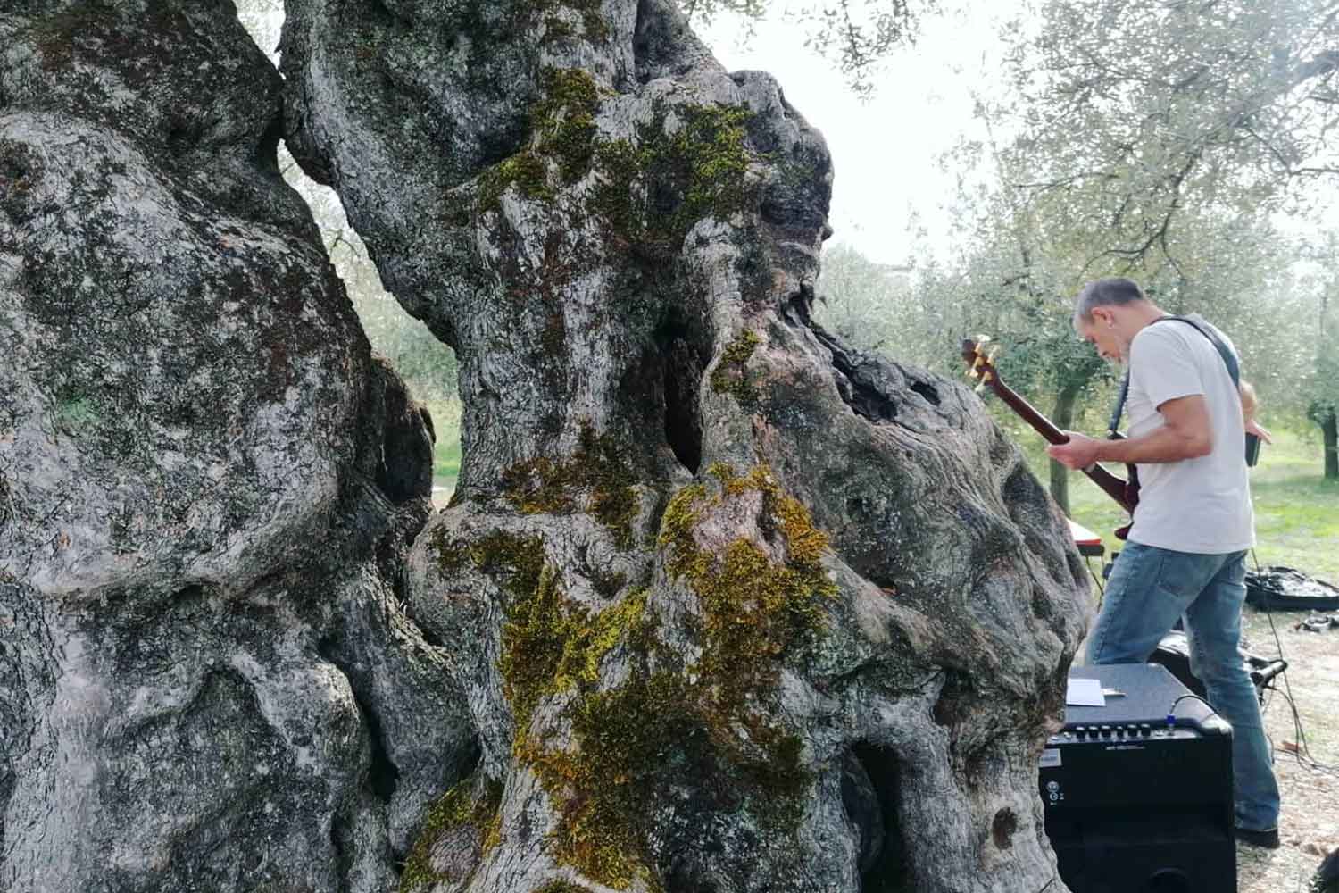 Rassegna Suoni dagli ulivi secolari
