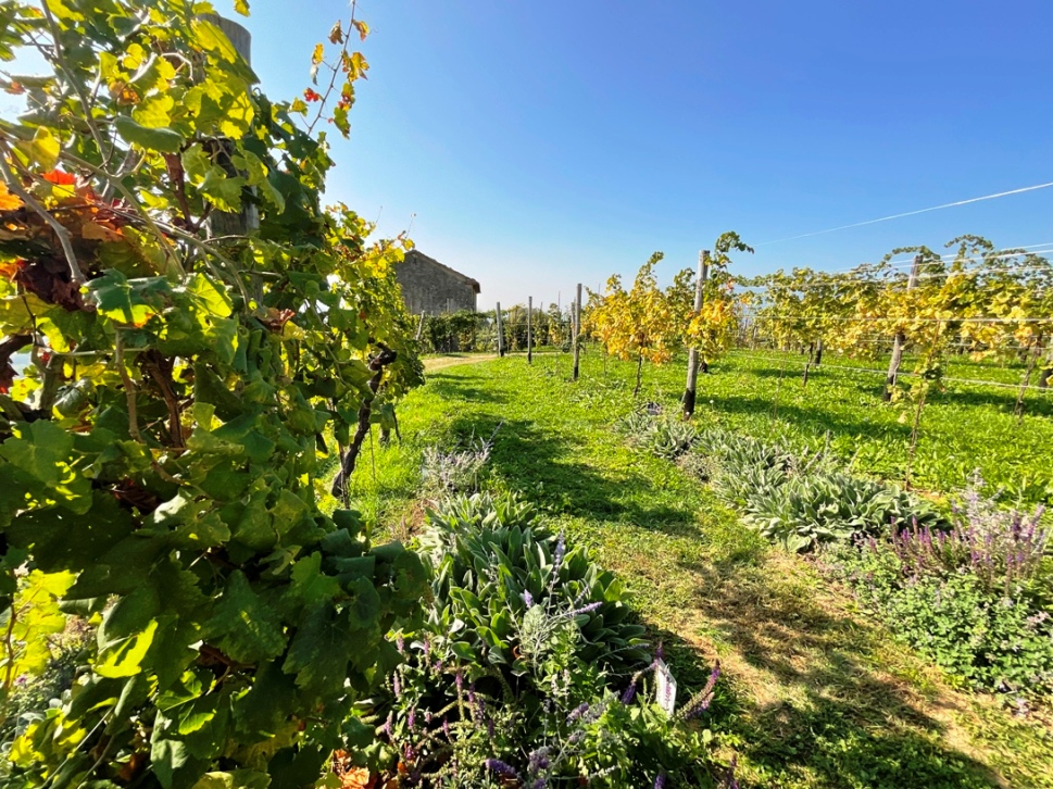 Vigneti