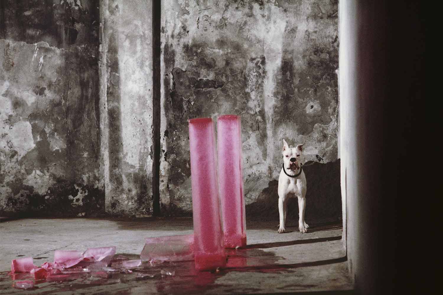 Performance di Pier Paolo Calzolari, Galleria Russo-Marinucci, Torino, 1973 Courtesy Archivio Paolo Pellion di Persano