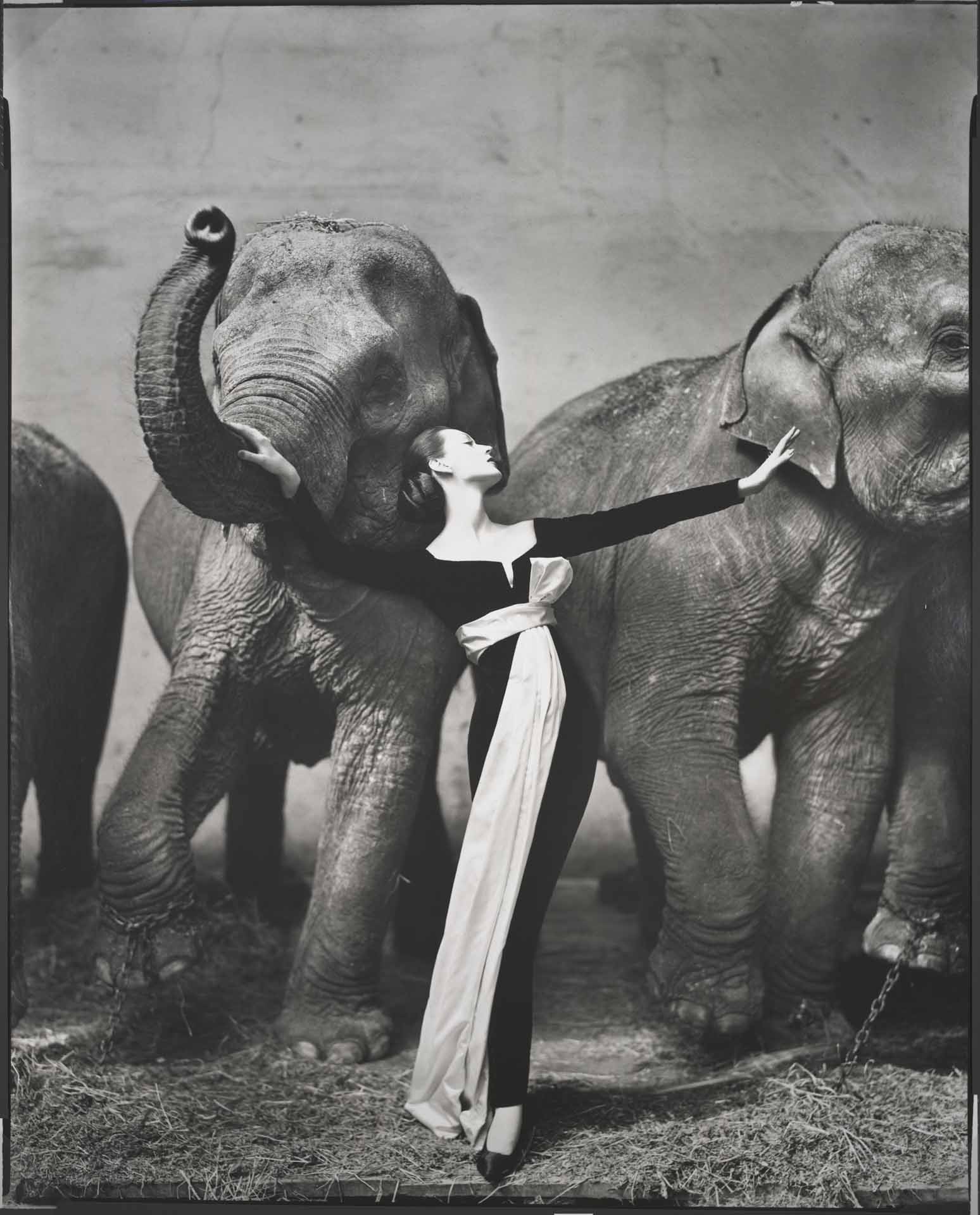 Dovima con gli elefanti, con un abito Dior, al Cirque d'Hiver, Parigi, agosto 1955