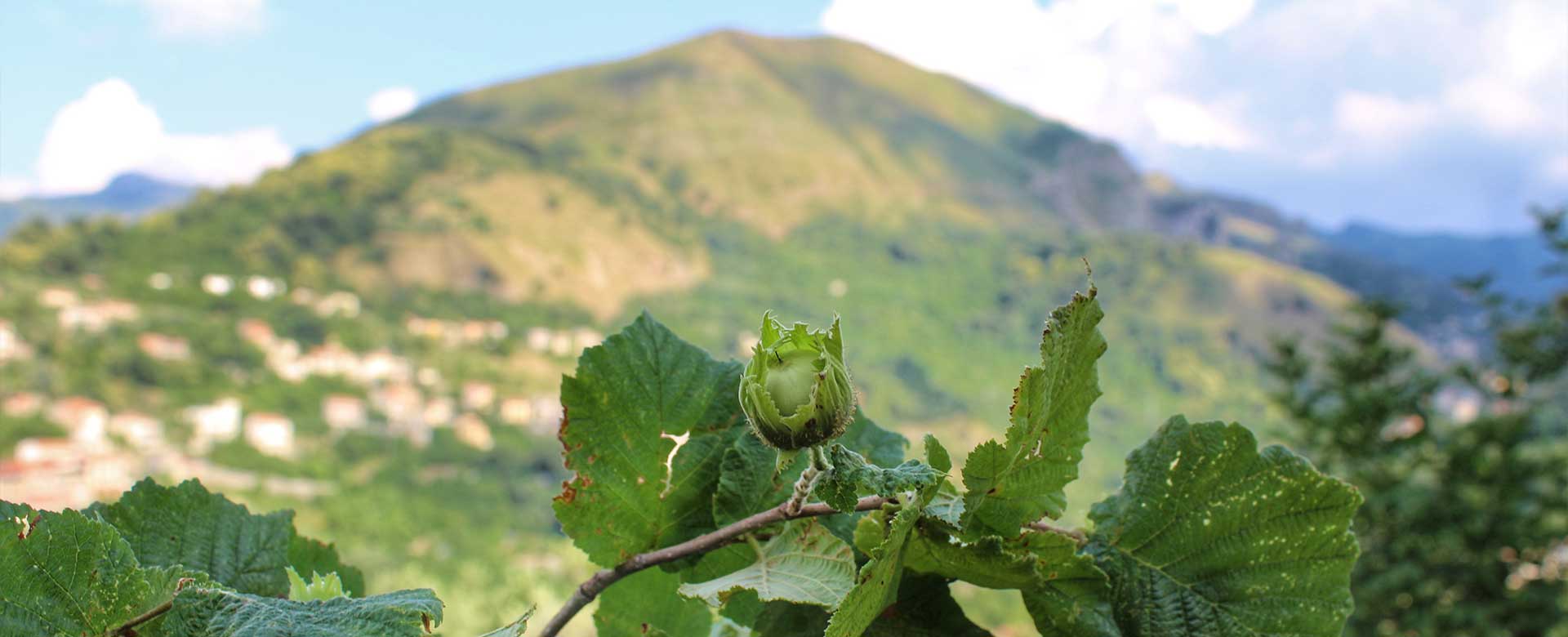 Le nocciole del Parco naturale dei Nebrodi, nell'Appennino siculo