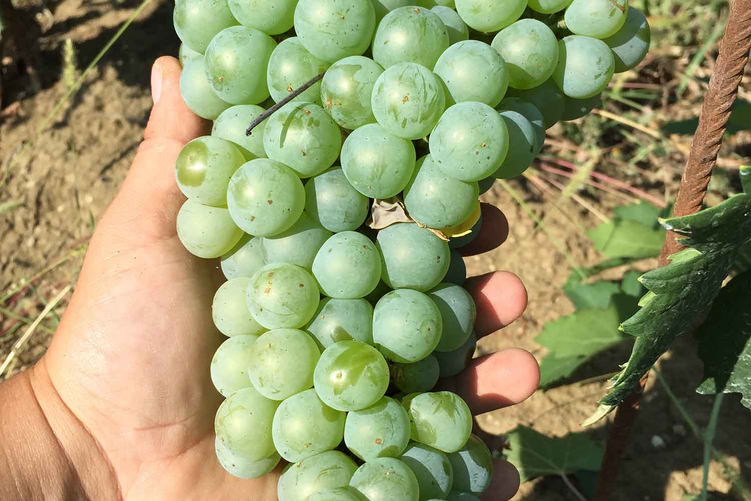 Un grappolo di uva montonico