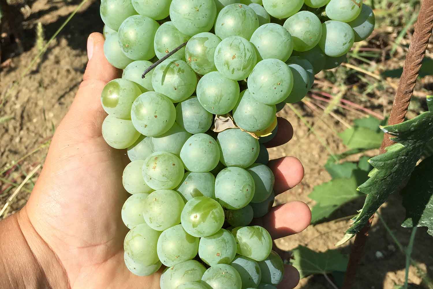 Un grappolo di uva montonico