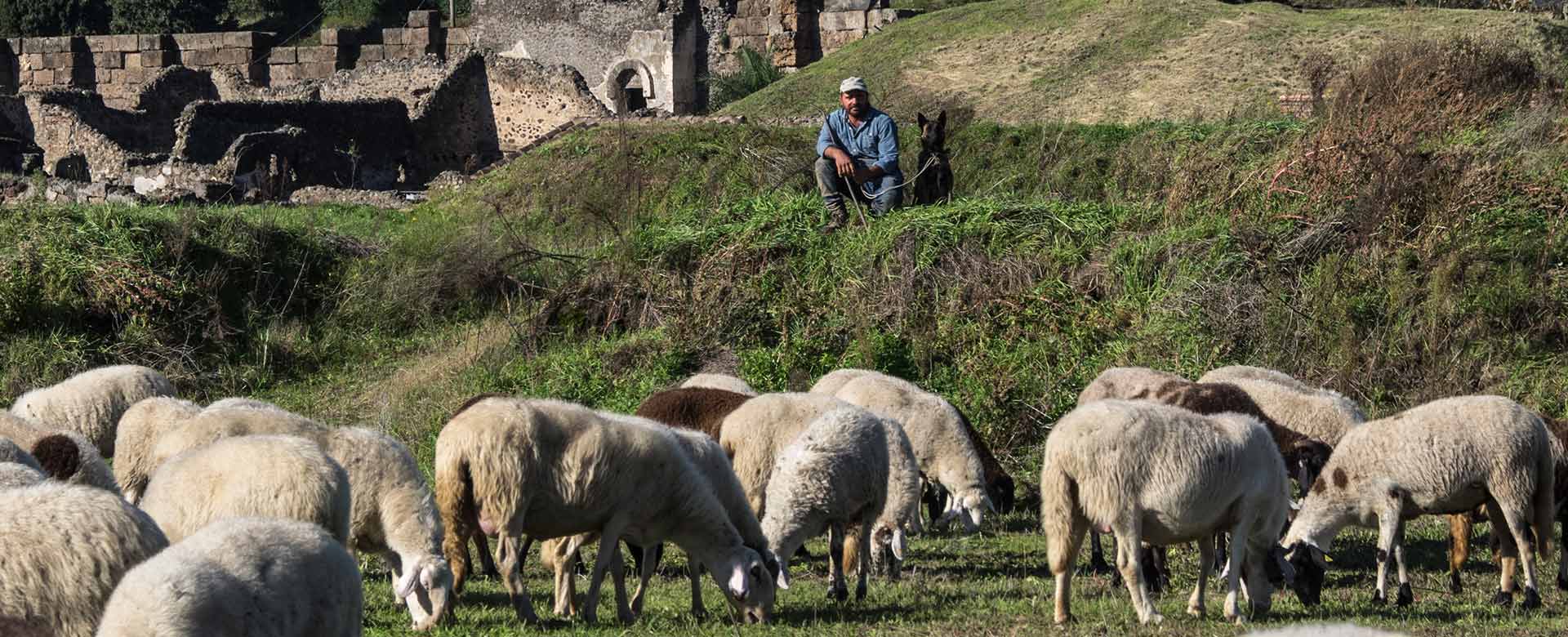 Pecore nel Parco Archeologico di Pompei