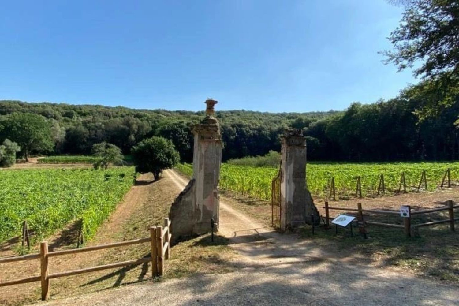 Vigna di San Silvestro