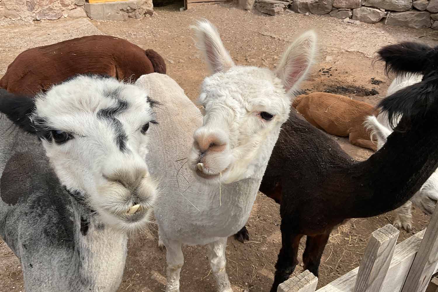 tre esemplari di alpaca