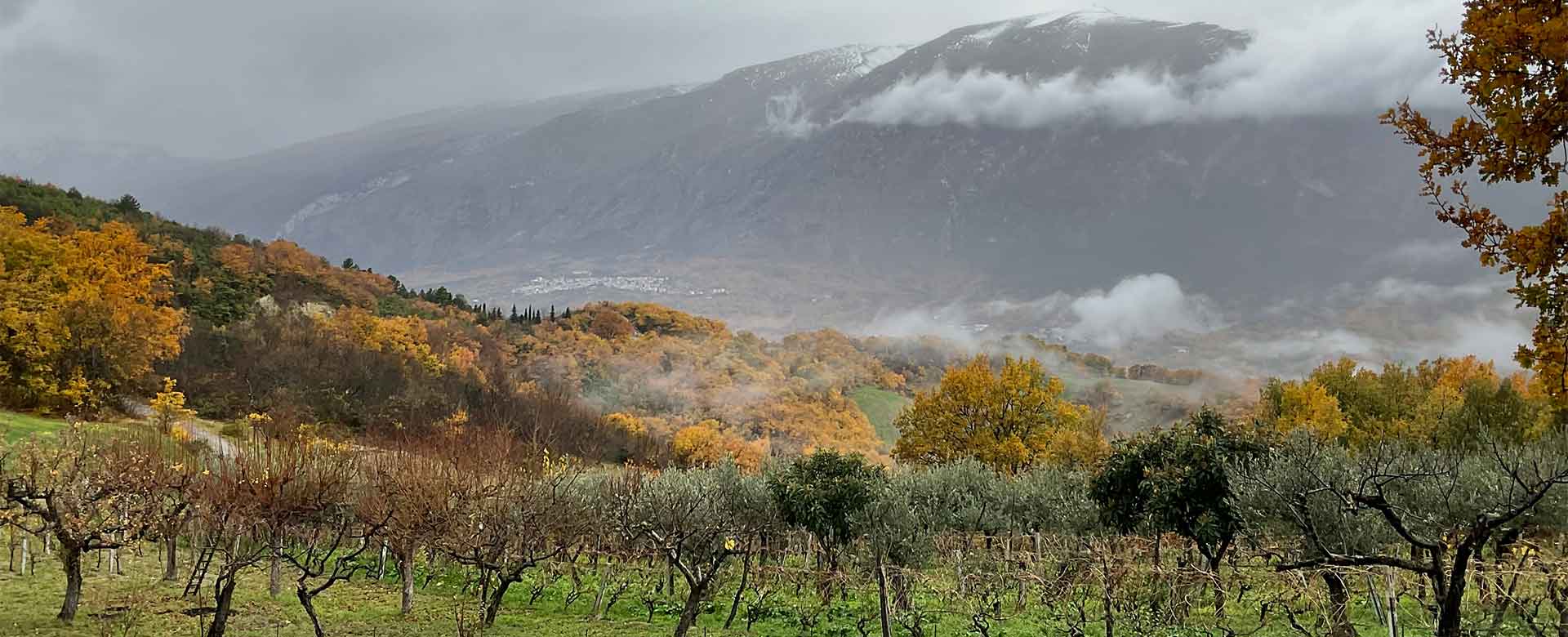 Vigneto