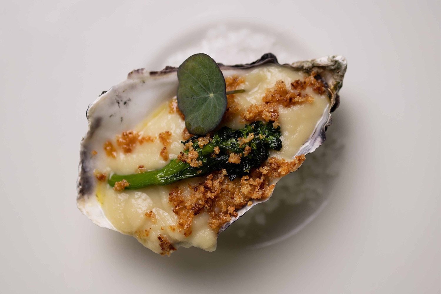 Foto piatto gastronomico Qoco