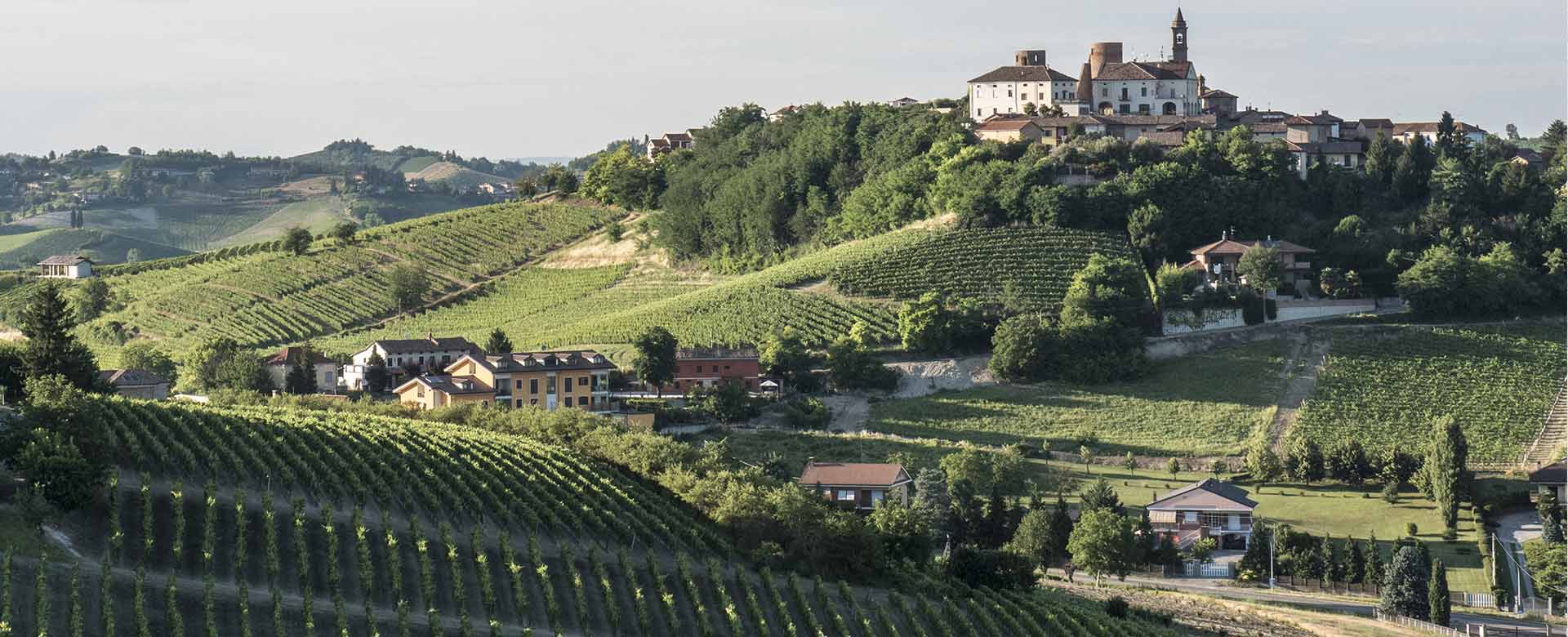 vigneti 