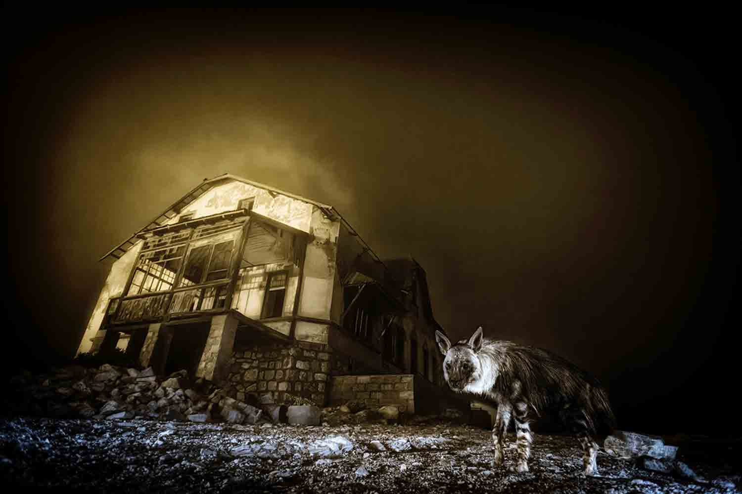 Wildlife Photographer of the Year 2025