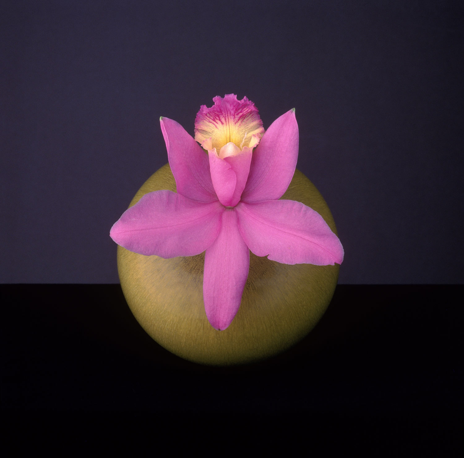 Robert Mapplethorpe