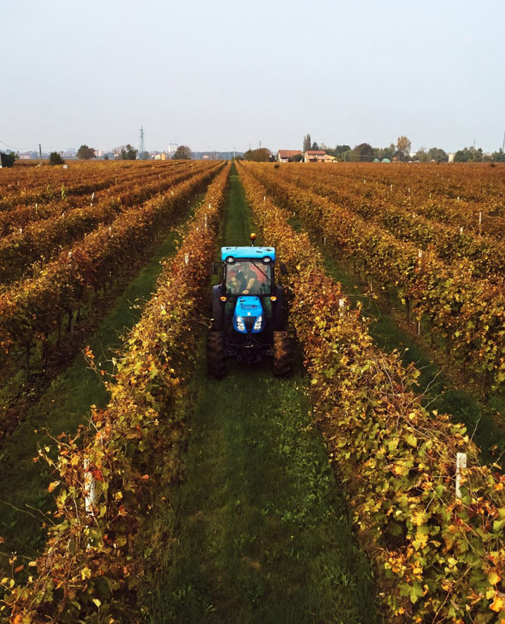 Tenuta La Rampata produce uve per i vini dell'azienda Medici Ermete