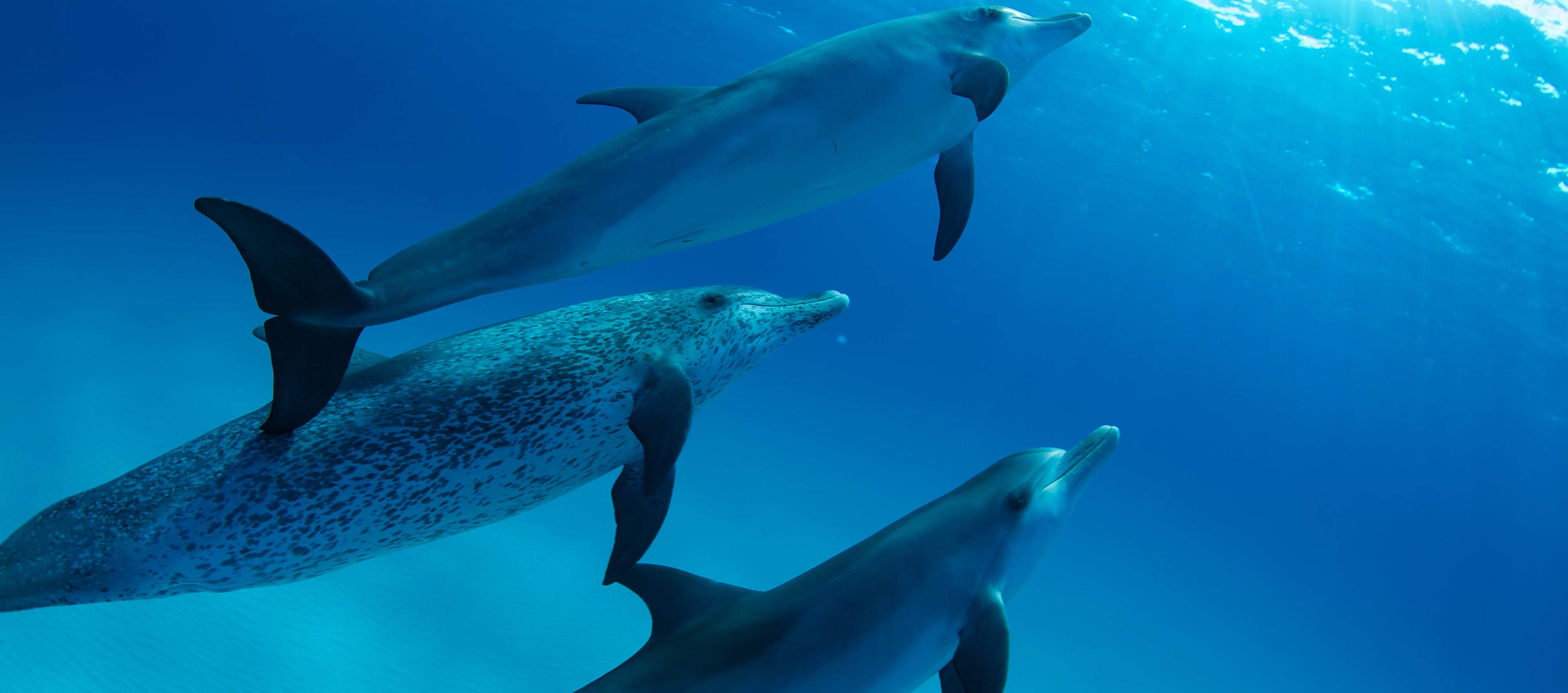 Общение дельфинов между собой. Общение дельфинов. Королевский Дельфин. Язык дельфинов. Дельфины поют.