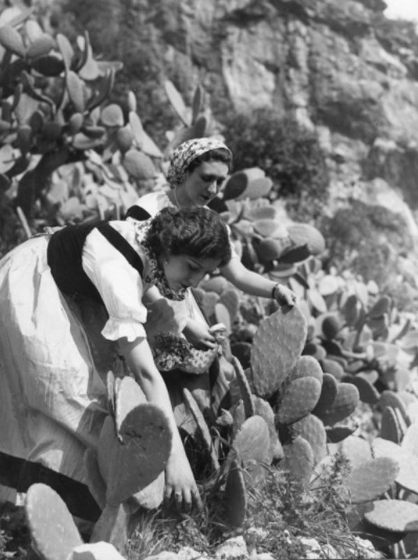 Sicilia, Palermo, Raccolta dei fichi d’India,1950/60