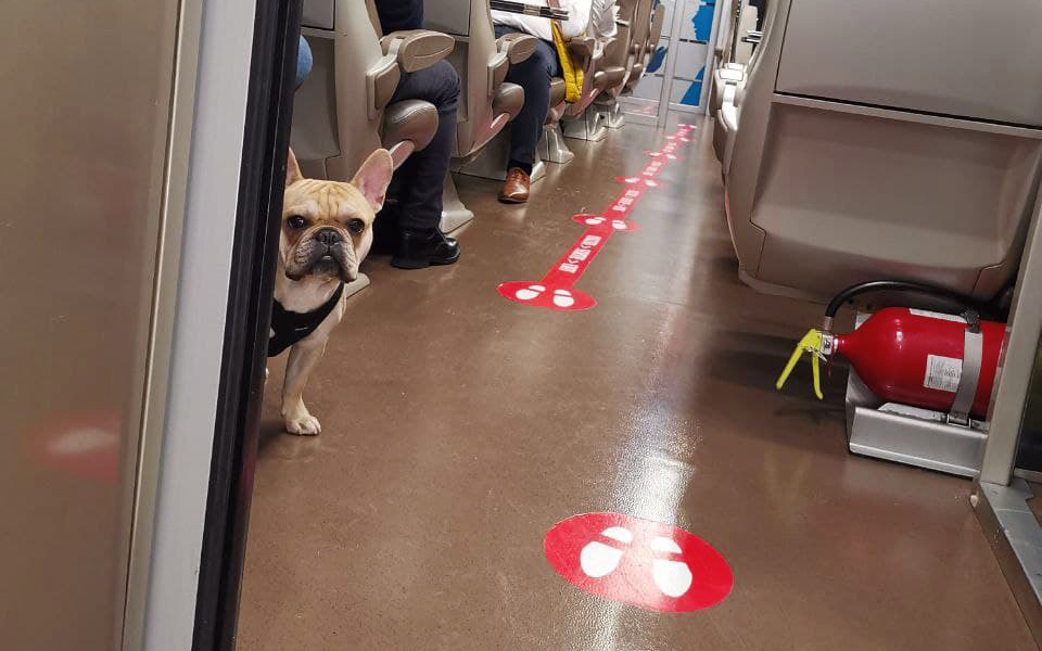 Foto: il cagnolino Giulio, in viaggio sul Frecciarossa 1000