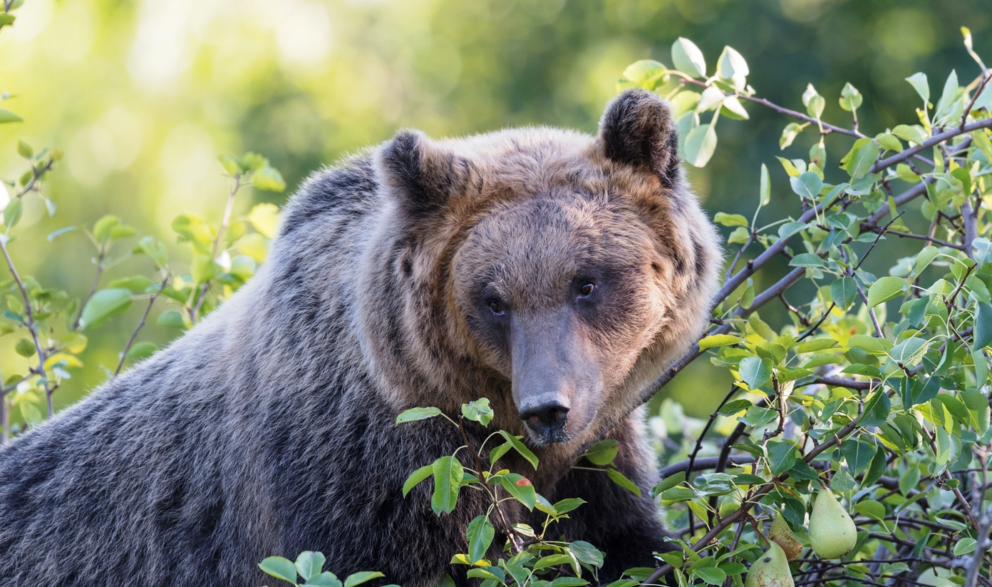 Orso bruno marsicano dell'Abruzzo